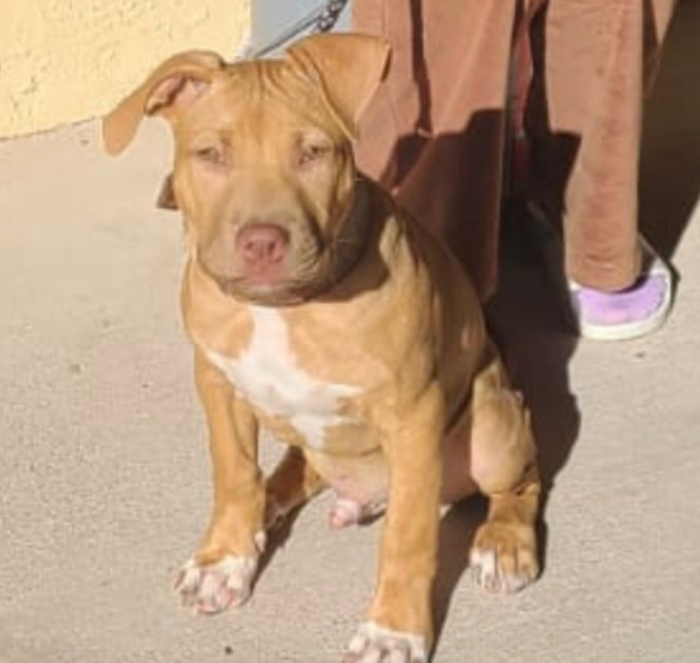 red nose pitbull puppy