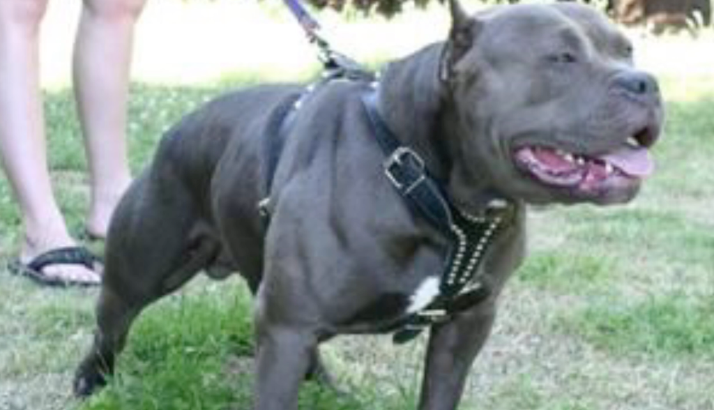 BLUE NOSE PITBULLS