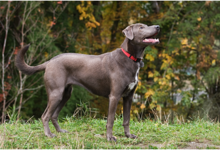 BEST BLUE PITBULL, THE BLUE LACY