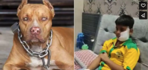 fake pitbulls'
