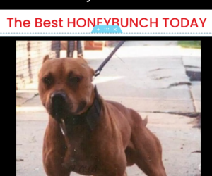 HONEYBUCH DOGS