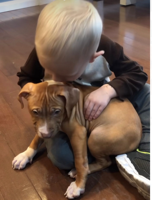 RED NOSE PITBULL PUPPIES