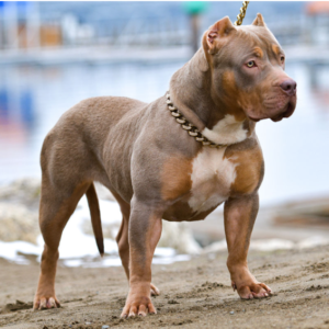 how many types of pitbulls