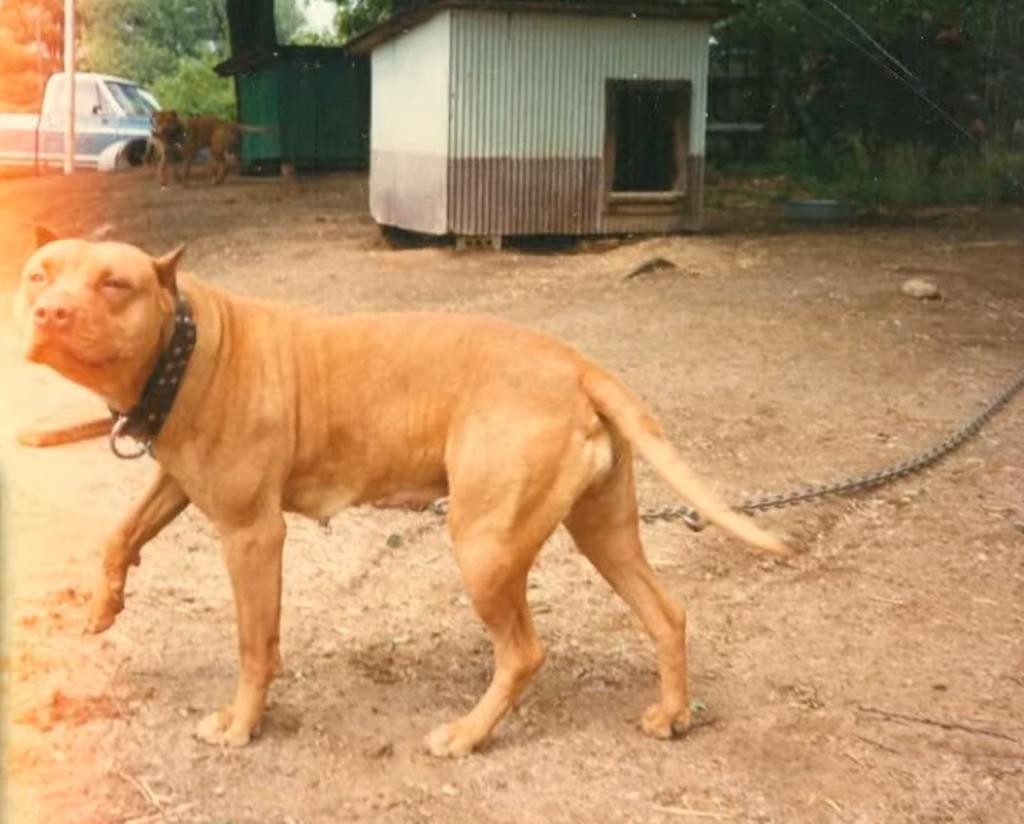 The Hollingsworth dogs Powerful Bloodline 2023