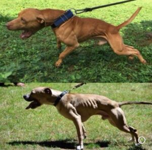 Bagman side by Side with First Top Dog Grand Champion Show