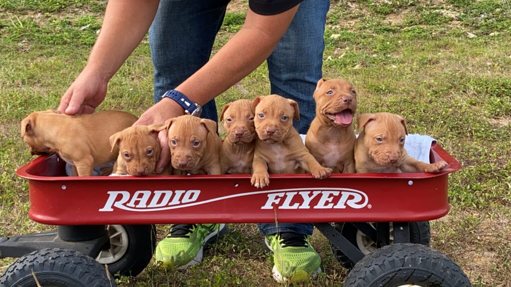 red-nose-pitbull-puppies