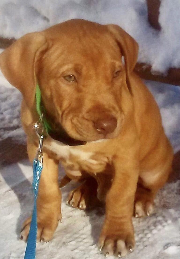 RED NOSE PITBULL PUPPY