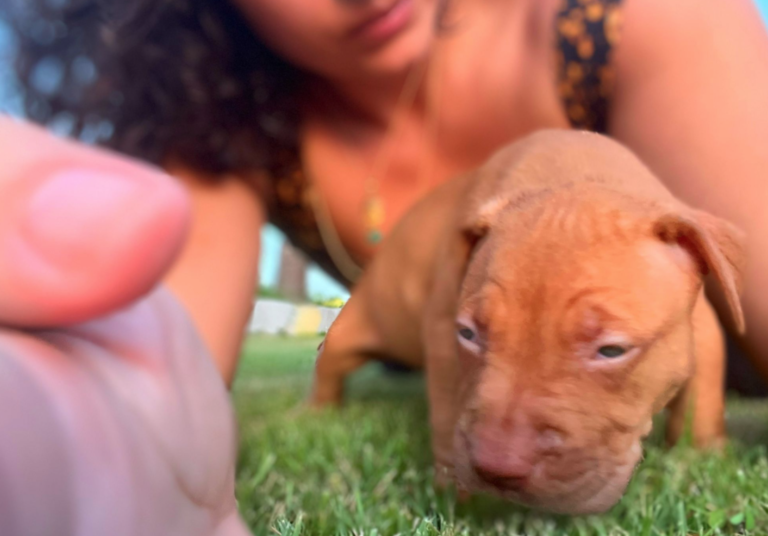 Red nose puppies for sale