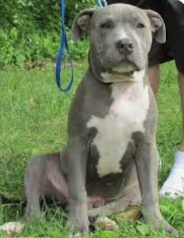 BLUE NOSE PITBULL puppies