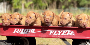 THE OLD FAMILY RED NOSE PUPPIES FOR SALE