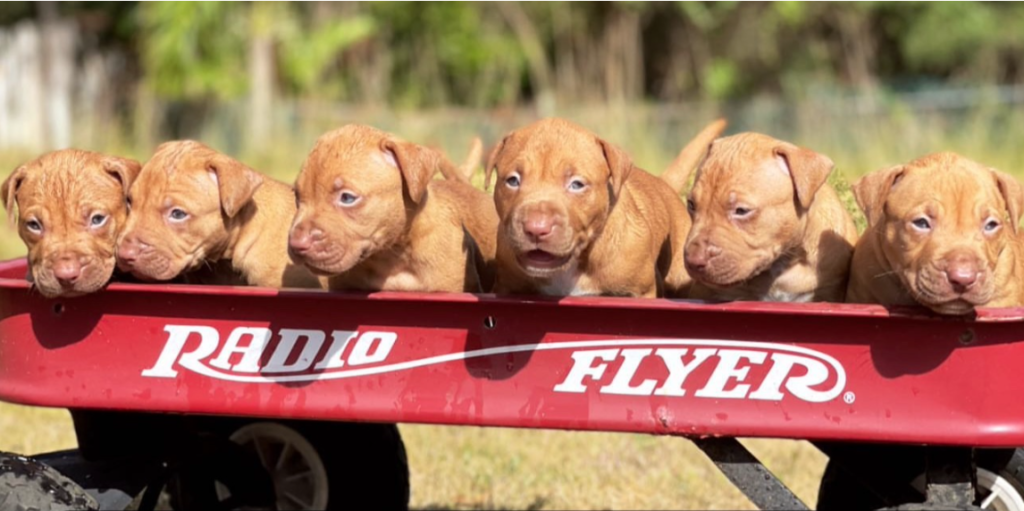 grand champion mayday puppies