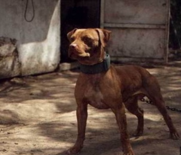 The Hollingsworth dogs Powerful Bloodline 2023