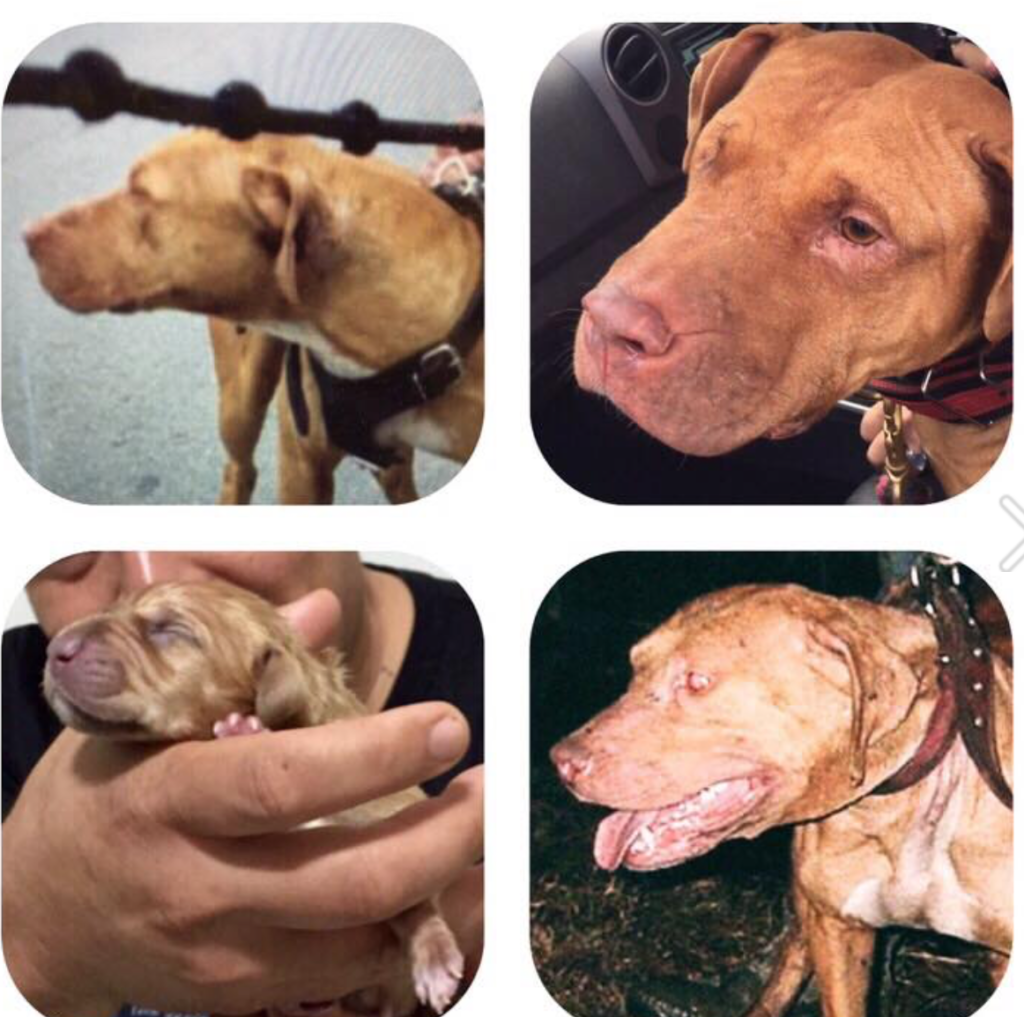 The Hollingsworth dogs Powerful Bloodline 2023