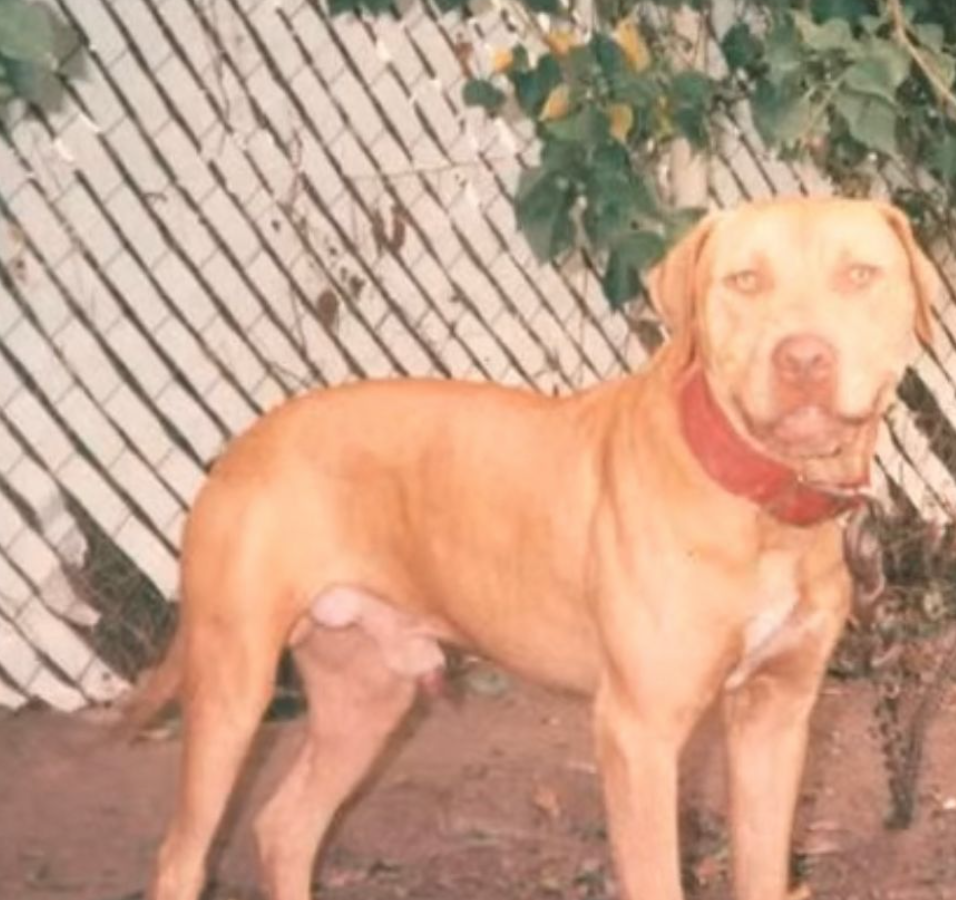 The Hollingsworth dogs Powerful Bloodline 2023