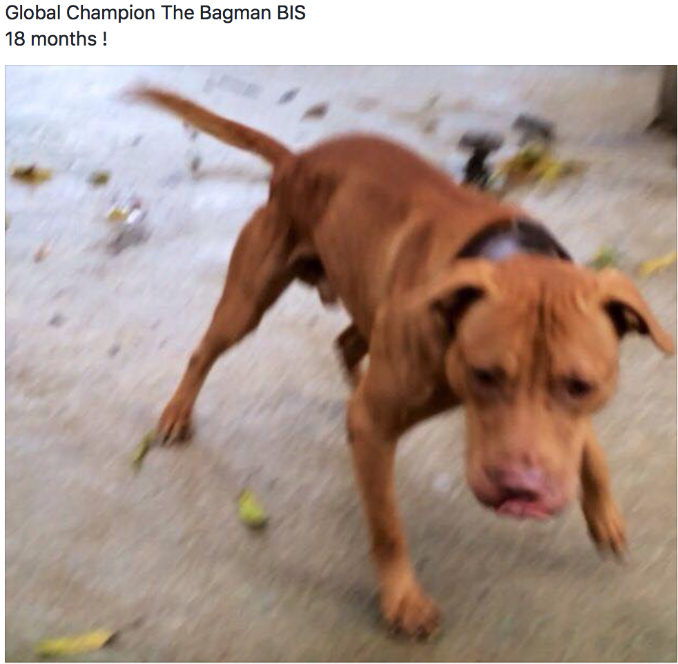 POWERFUL The Bagman APBT Modern champion 2023