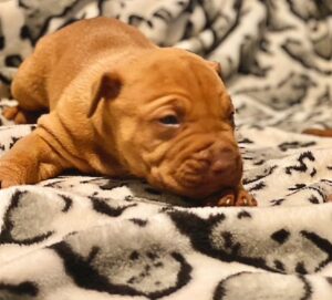 red-nose-pitbull-puppies-for-sale