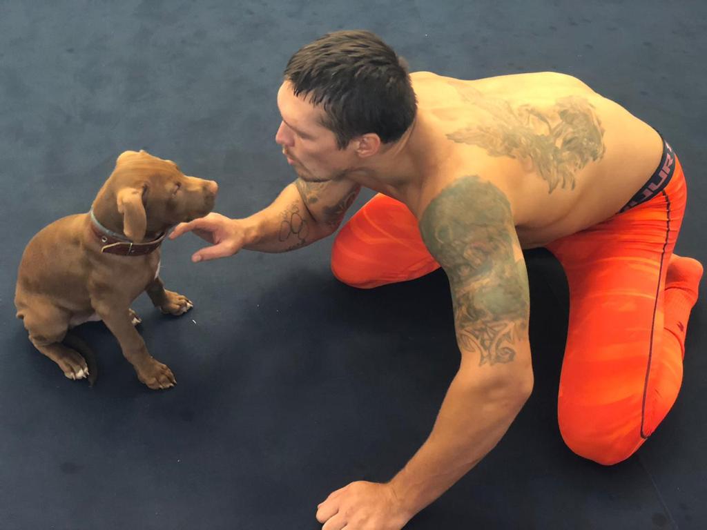 boxing and pitbulls