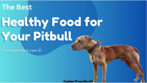 BEST-DOG-FOOD-FOR-PITBULLS