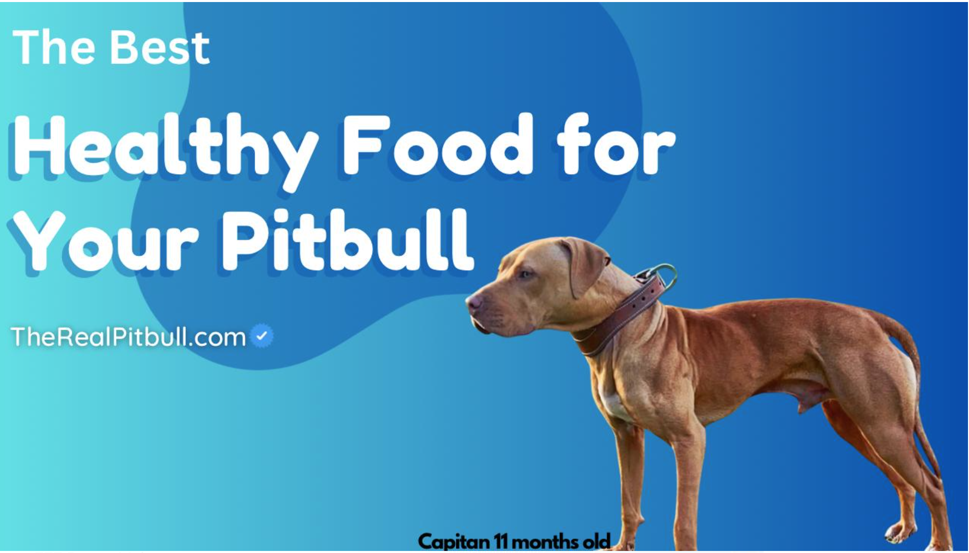 Best Dog Food for Pitbulls 2023 POWERFUL