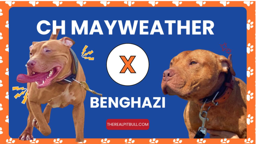 Mayweather-and-Benghazi