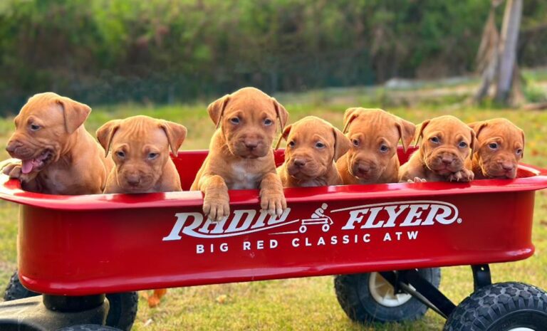 Best Pitbull Puppies