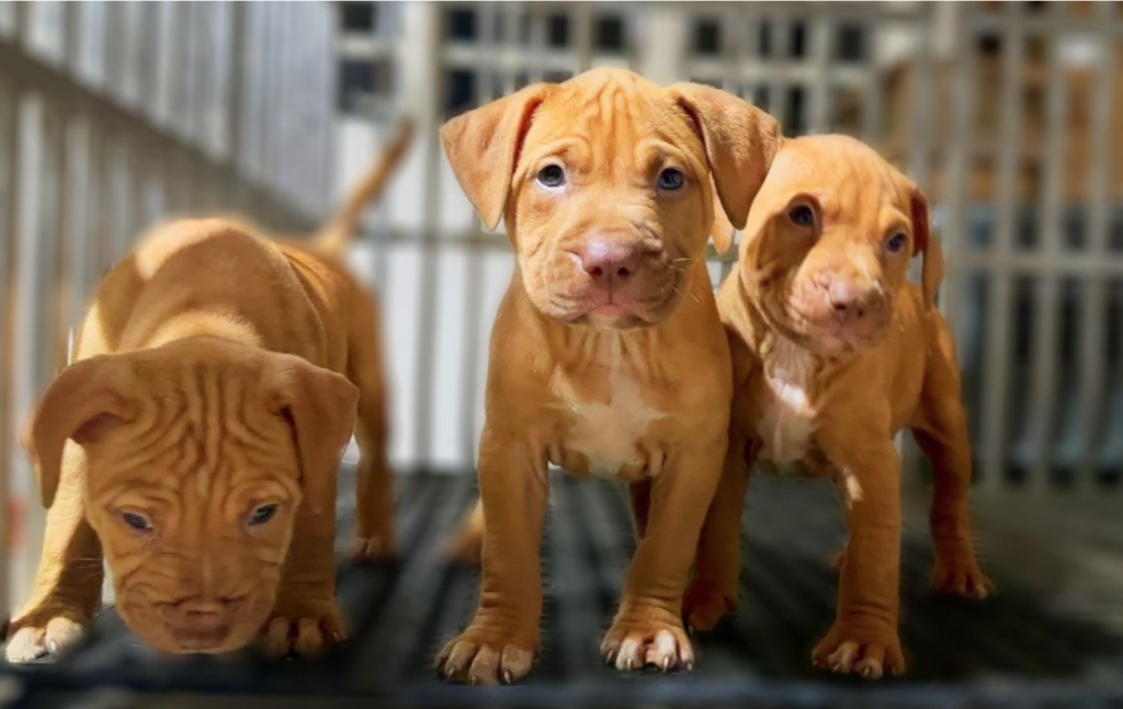 Red Nose Pit Bull Puppies
