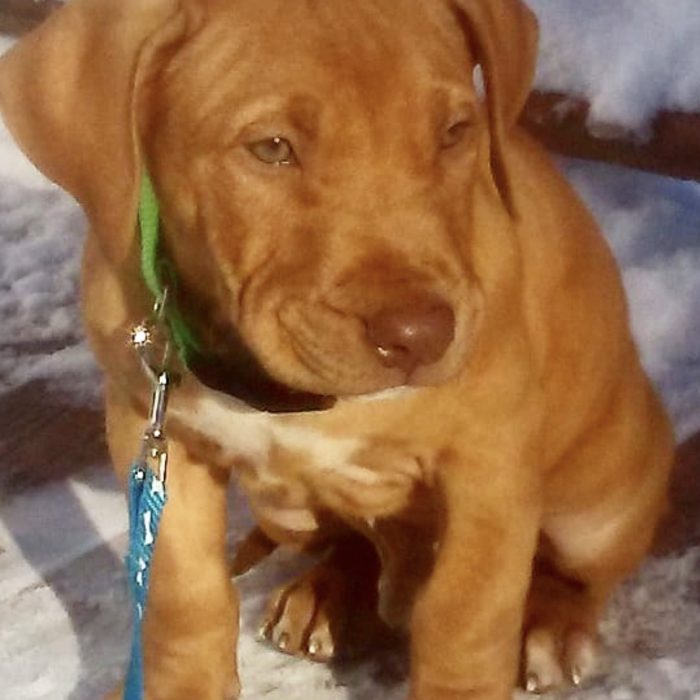 RED NOSE PITBULL PUPPY