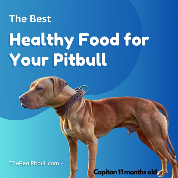 BEST-DOG-FOOD-FOR-PITBULLS