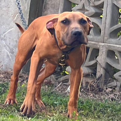 BUCKSKIN PITBULL PUPPY AVAILABLE GAMEBRED